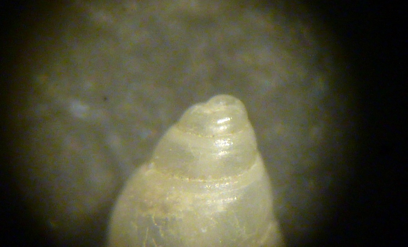 Odostomia da determinare